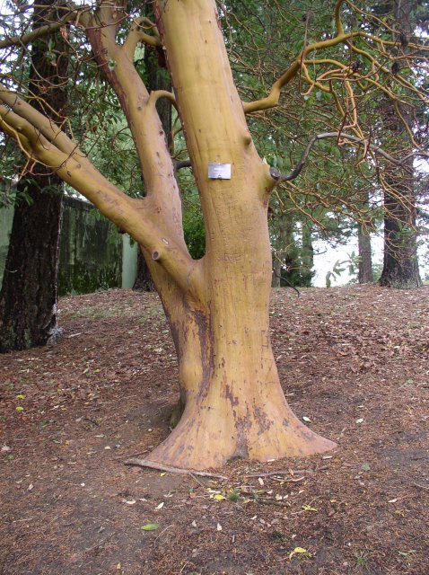 11.06.05 Wildwood Trail 020 